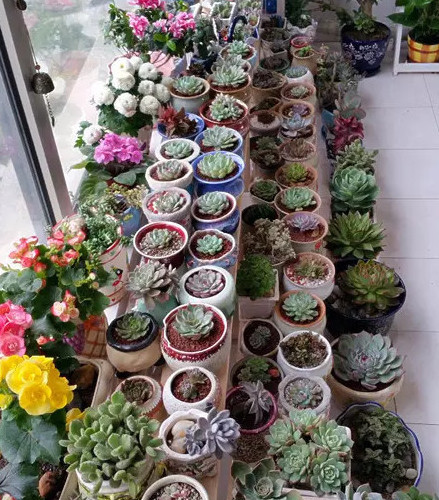 冬季多肉砍頭_冬季多肉砍頭_冬季多肉砍頭