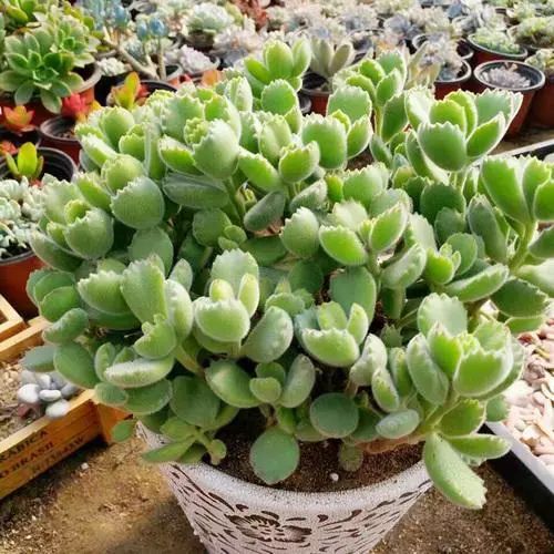 多肉花盆多大好_多大花盆多肉好看_多肉植物多大花盆合適