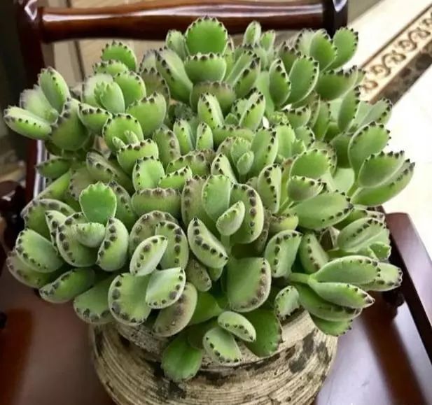 多肉植物多大花盆合適_多大花盆多肉好看_多肉花盆多大好