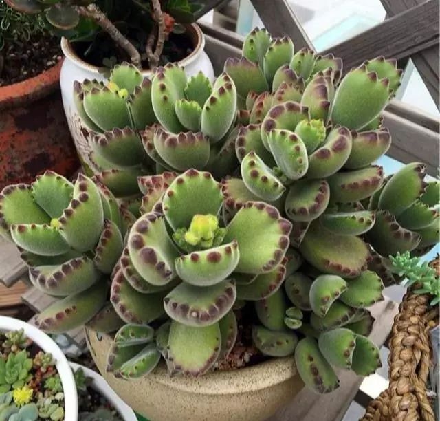 多肉植物多大花盆合適_多大花盆多肉好看_多肉花盆多大好