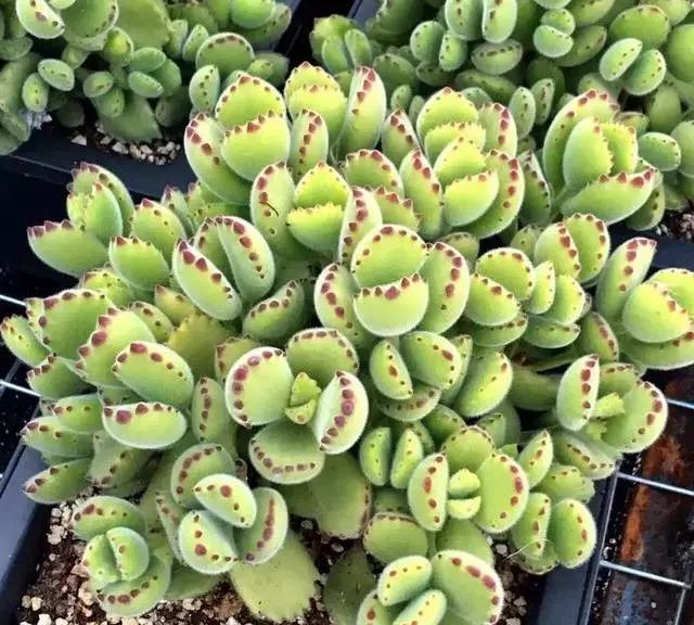 多肉植物多大花盆合適_多大花盆多肉好看_多肉花盆多大好