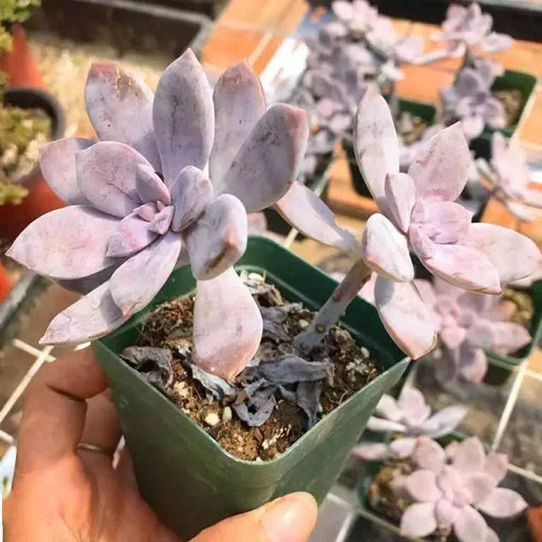 這幾種多肉真抗凍，-10℃也凍不死，大冬天也能長滿盆！