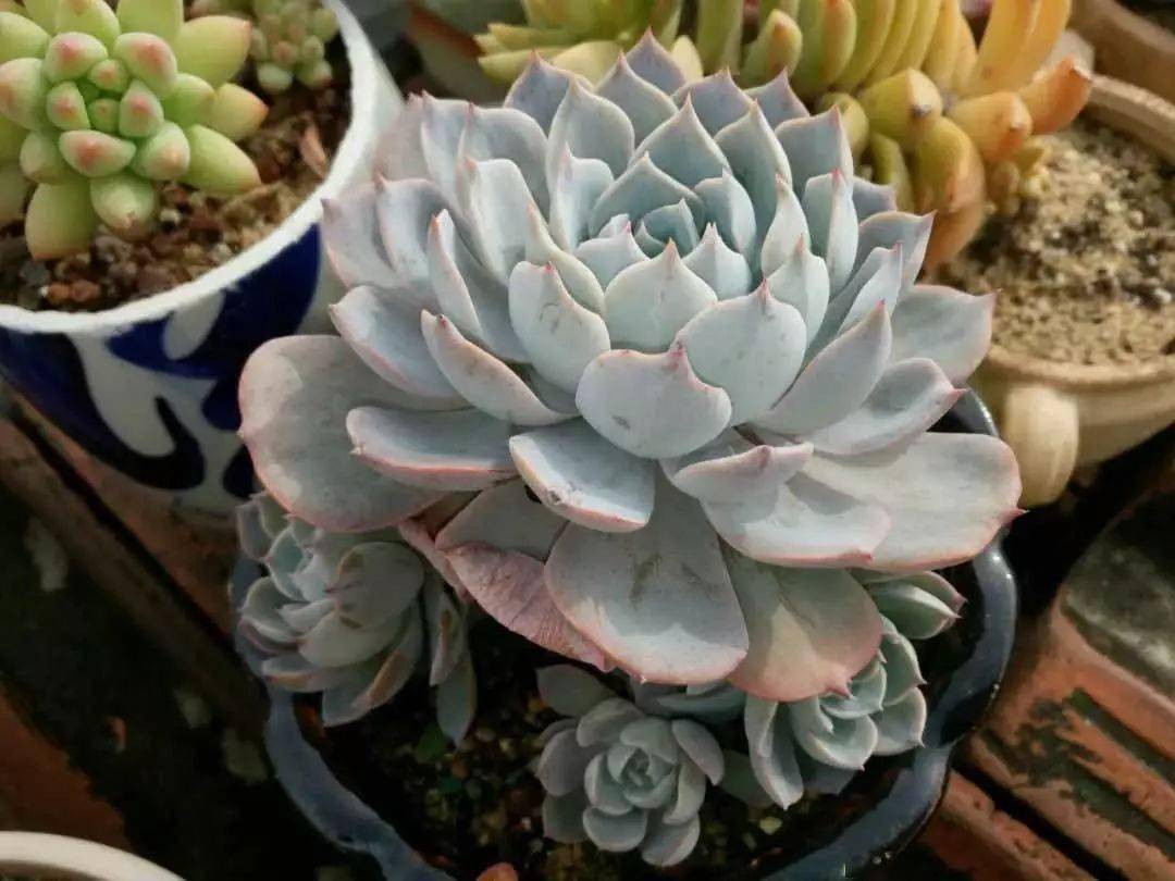 凍死的多肉_多肉凍死了還能活過來嗎_多肉凍死圖片