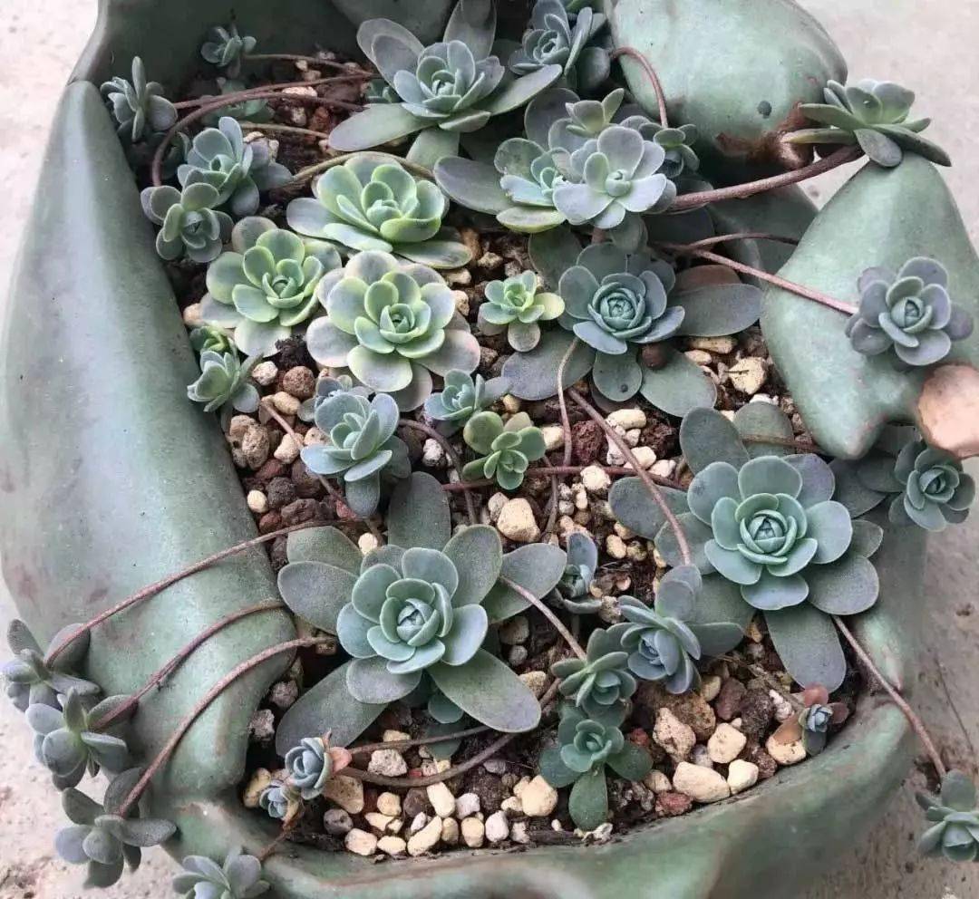 多肉凍死圖片_多肉凍死了還能活過來嗎_凍死的多肉