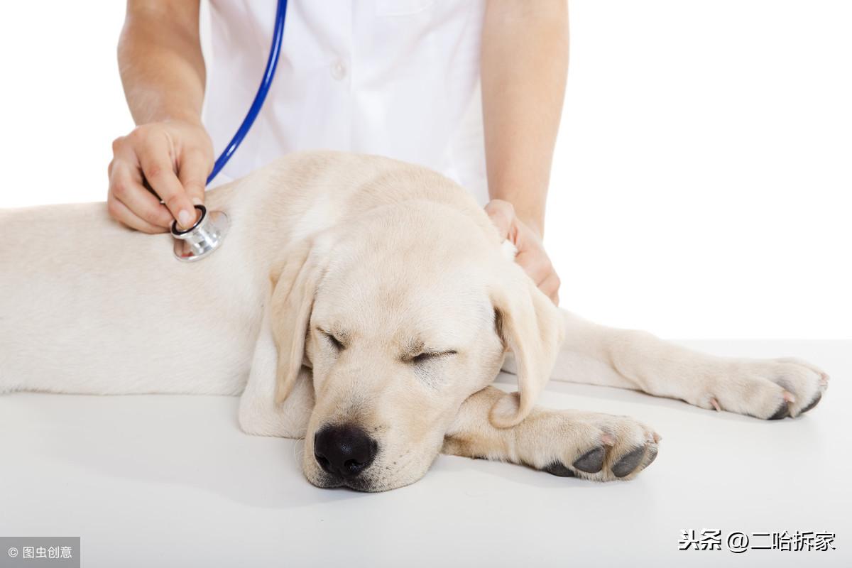 狗狗疫苗打幾聯好_狗狗疫苗打重復有影響嗎_狗狗疫苗怎么打