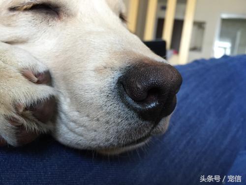 狗狗濕鼻子正常是什么樣子_狗狗鼻子濕是正常的嗎_狗狗濕鼻子正常是什么顏色