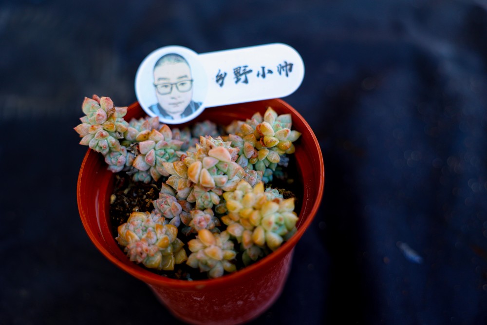 冬天養多肉怎么澆水，幾種情況下不要澆水，愛多肉的你注意了