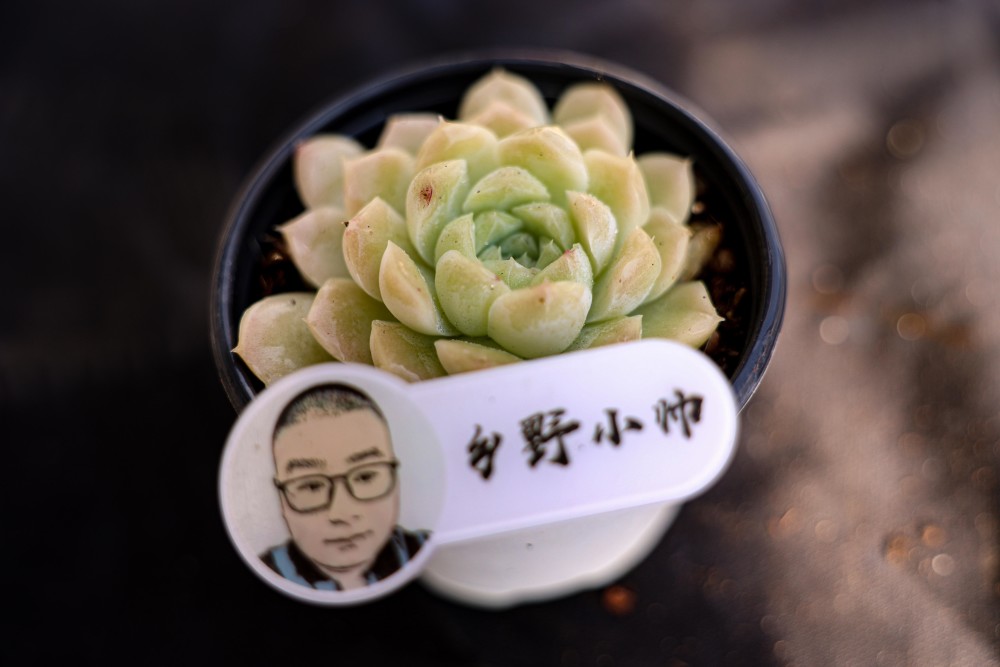 澆水多肉植物有哪些_澆水多肉好美_的多肉澆水