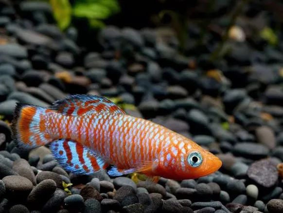 壽命長(zhǎng)的觀賞魚(yú)小魚(yú)_壽命較長(zhǎng)的觀賞魚(yú)_觀賞壽命魚(yú)長(zhǎng)得快嗎