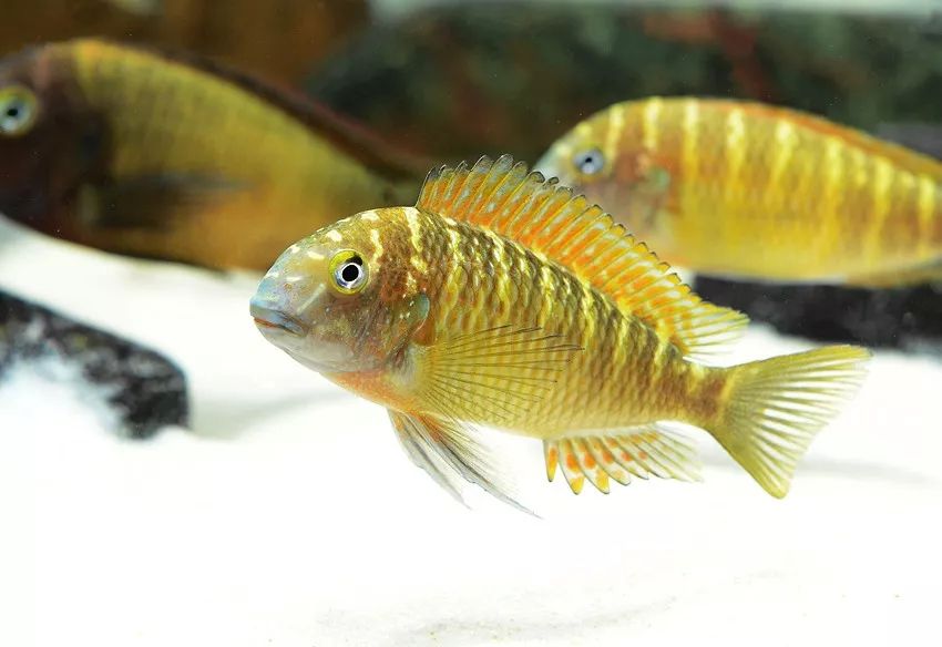 壽命長(zhǎng)的觀賞魚(yú)小魚(yú)_觀賞壽命魚(yú)長(zhǎng)得快嗎_壽命較長(zhǎng)的觀賞魚(yú)