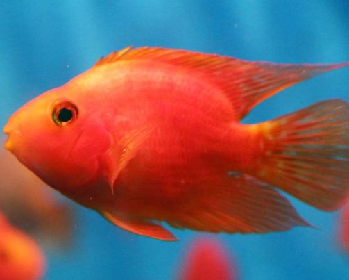 壽命較長(zhǎng)的觀賞魚(yú)_觀賞壽命魚(yú)長(zhǎng)得快嗎_壽命長(zhǎng)的觀賞魚(yú)小魚(yú)