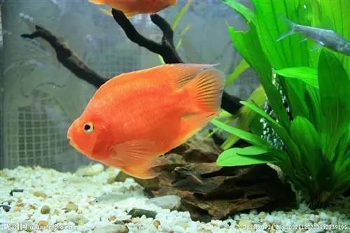 觀賞壽命魚(yú)長(zhǎng)得快嗎_壽命較長(zhǎng)的觀賞魚(yú)_壽命長(zhǎng)的觀賞魚(yú)小魚(yú)