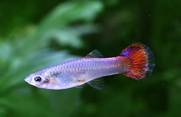 壽命較長(zhǎng)的觀賞魚(yú)_壽命長(zhǎng)的觀賞魚(yú)小魚(yú)_觀賞壽命魚(yú)長(zhǎng)得快嗎