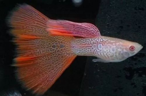 壽命長(zhǎng)的觀賞魚(yú)小魚(yú)_觀賞壽命魚(yú)長(zhǎng)得快嗎_壽命較長(zhǎng)的觀賞魚(yú)