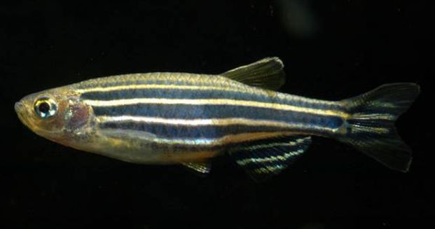 壽命長(zhǎng)的觀賞魚(yú)小魚(yú)_壽命較長(zhǎng)的觀賞魚(yú)_觀賞壽命魚(yú)長(zhǎng)得快嗎