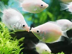 觀賞壽命魚(yú)長(zhǎng)得快嗎_壽命長(zhǎng)的觀賞魚(yú)小魚(yú)_壽命較長(zhǎng)的觀賞魚(yú)