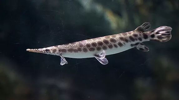 壽命長(zhǎng)的觀賞魚(yú)小魚(yú)_觀賞壽命魚(yú)長(zhǎng)得快嗎_壽命較長(zhǎng)的觀賞魚(yú)