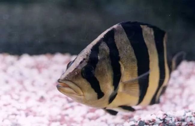 觀賞壽命魚(yú)長(zhǎng)得快嗎_壽命長(zhǎng)的觀賞魚(yú)小魚(yú)_壽命較長(zhǎng)的觀賞魚(yú)