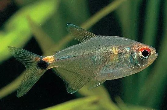 壽命長(zhǎng)的觀賞魚(yú)小魚(yú)_觀賞壽命魚(yú)長(zhǎng)得快嗎_壽命較長(zhǎng)的觀賞魚(yú)