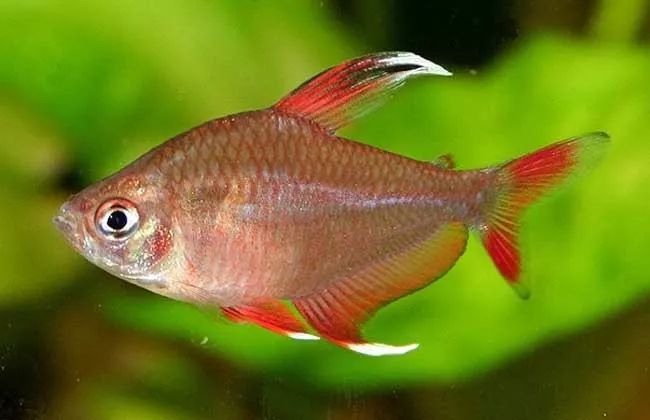 壽命長(zhǎng)的觀賞魚(yú)小魚(yú)_觀賞壽命魚(yú)長(zhǎng)得快嗎_壽命較長(zhǎng)的觀賞魚(yú)