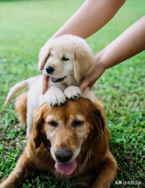 茶杯犬多少錢一只？選擇茶杯犬需要注意的事項