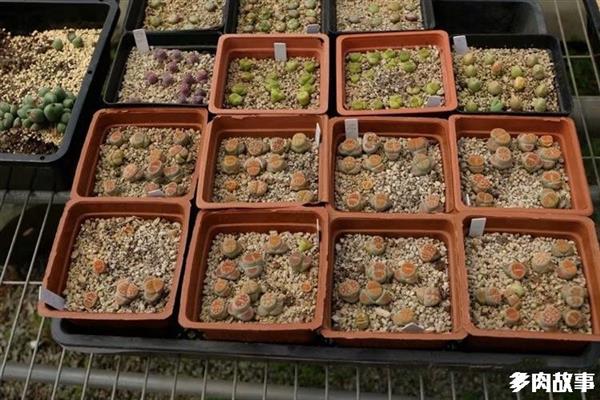 顆粒多肉開花怎么回事_多肉 顆粒_顆粒多肉土