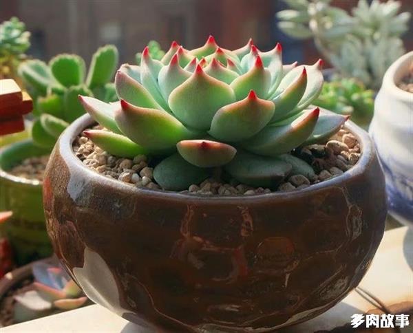 多肉 顆粒_顆粒多肉開花怎么回事_顆粒多肉土