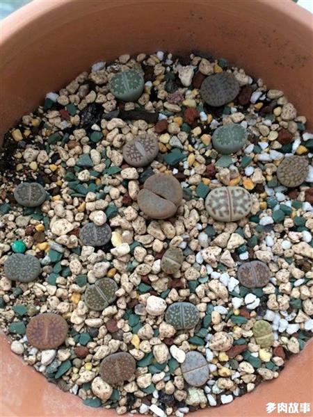 多肉 顆粒_顆粒多肉開花怎么回事_顆粒多肉土