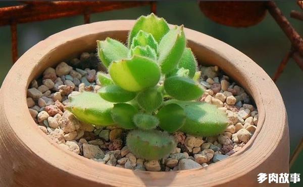 顆粒多肉土_多肉 顆粒_顆粒多肉開花怎么回事