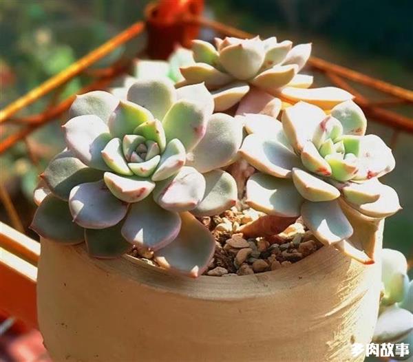 顆粒多肉開花怎么回事_多肉 顆粒_顆粒多肉土