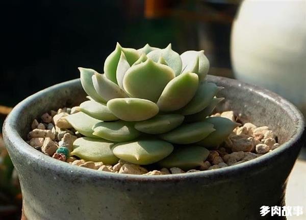 顆粒多肉土_多肉 顆粒_顆粒多肉開花怎么回事