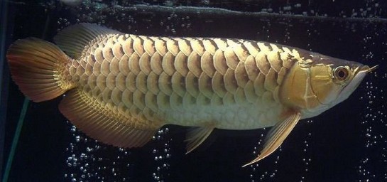 觀賞魚海象圖片_觀賞魚海象_觀賞魚海象的養殖方法