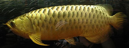 觀賞魚海象圖片_觀賞魚海象_觀賞魚海象的養殖方法