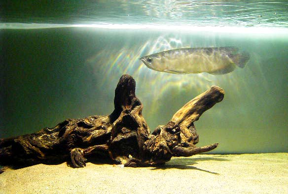 觀賞魚海象_觀賞魚海象圖片_觀賞魚海象的養殖方法