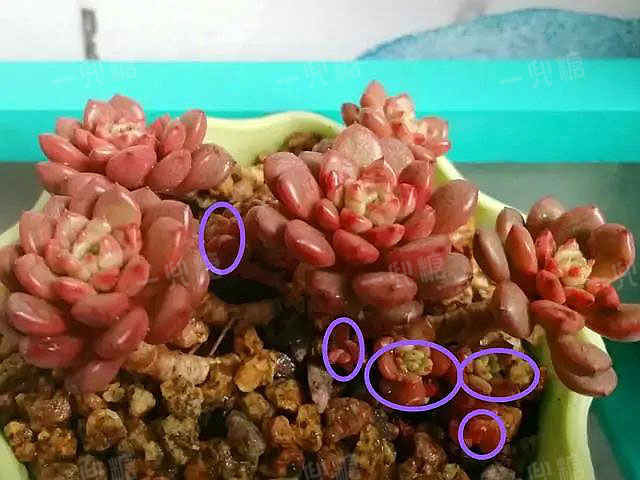 喜歡多頭肉肉，養這5種試試，愛爆頭易分枝，一年長滿盆