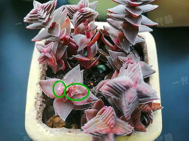 多頭 多肉_多頭多肉需要拆開嗎_多頭多肉怎么換盆