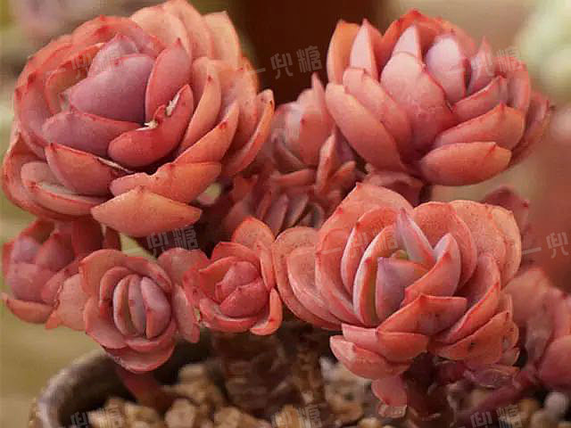 多頭 多肉_多頭多肉怎么換盆_多頭多肉需要拆開嗎