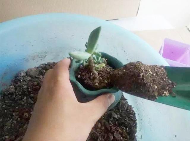 多肉專用盆_多肉盆具_多肉專用花盆