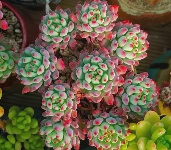 多肉專用盆_多肉盆具_多肉專用花盆