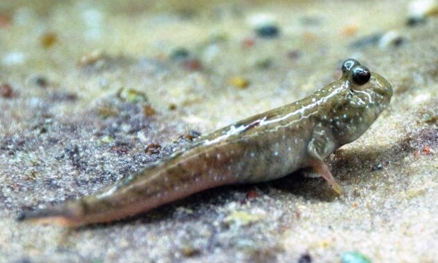 淡水觀賞魚冷水_冷水觀賞魚適合多少溫度_大型冷水魚觀賞魚