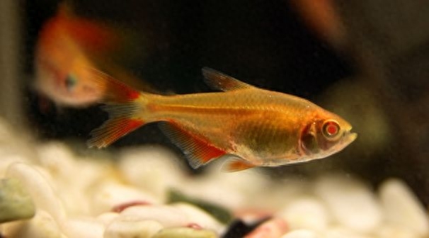 淡水觀賞魚冷水_大型冷水魚觀賞魚_冷水觀賞魚適合多少溫度