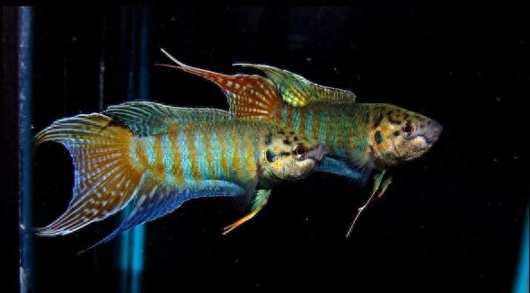 大型冷水魚觀賞魚_冷水觀賞魚適合多少溫度_淡水觀賞魚冷水