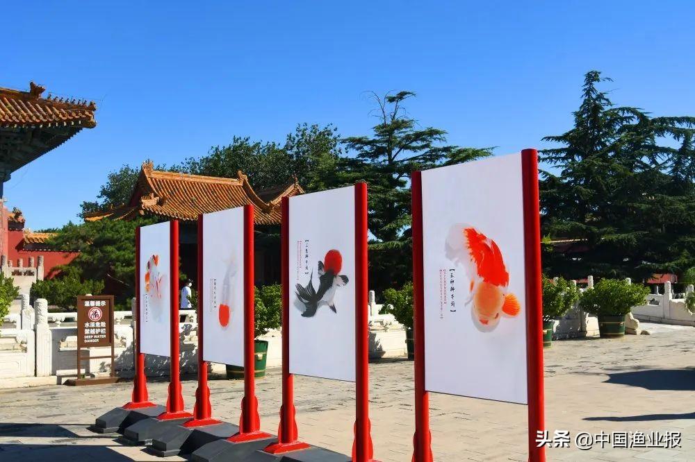 觀賞魚場_觀賞魚診所_觀賞魚醫院