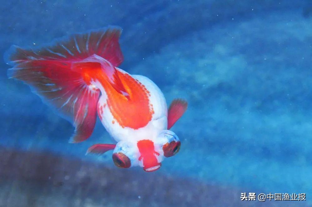 觀賞魚場_觀賞魚診所_觀賞魚醫院