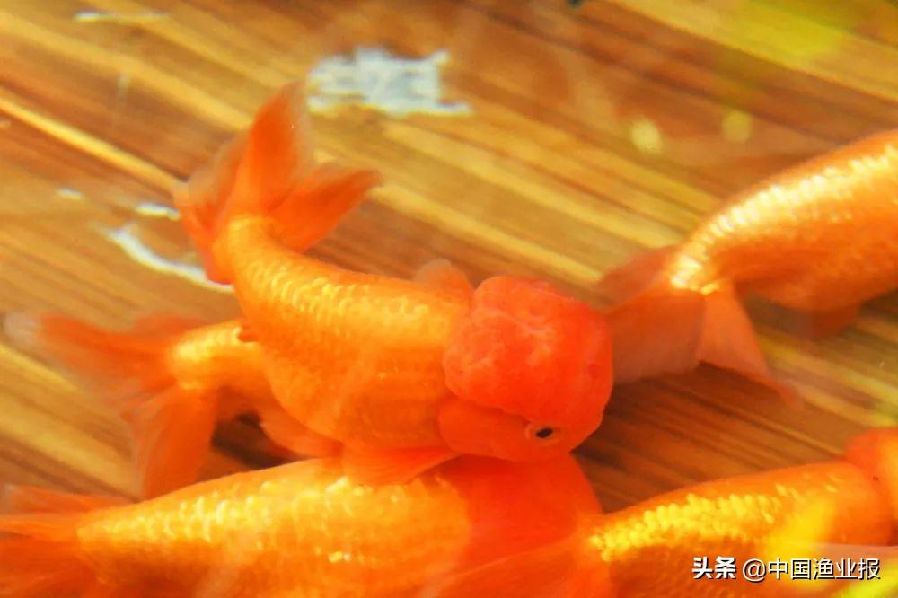 觀賞魚診所_觀賞魚醫院_觀賞魚場