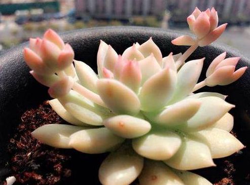 薄化妝多肉葉子發黃是什么情況_薄葉化妝多肉_多肉植物薄化妝