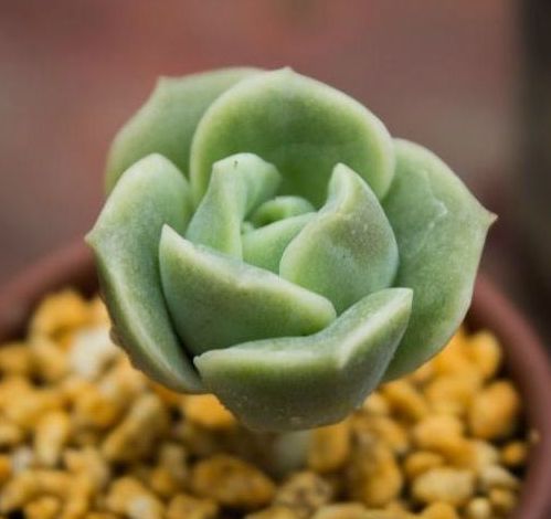 薄化妝多肉葉子發黃是什么情況_薄葉化妝多肉_多肉植物薄化妝