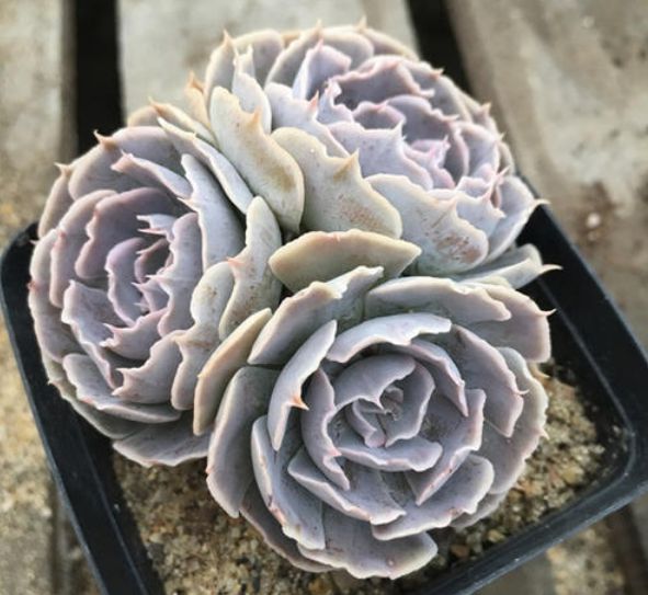 薄化妝多肉葉子發黃是什么情況_薄葉化妝多肉_多肉植物薄化妝