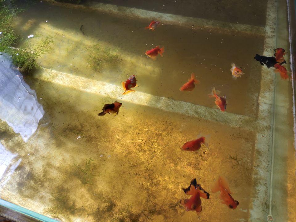 魚缸里沒有魚，直接自來水入缸，有可能需要爆氧，主要問題是為了除氯