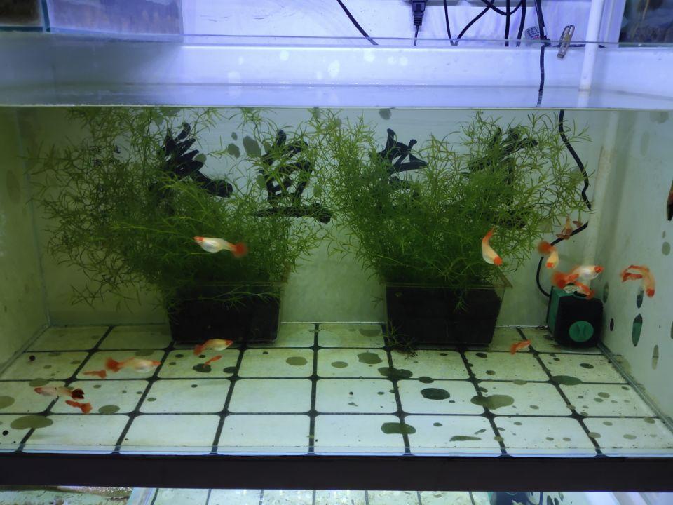 養觀賞魚養水怎么養_觀賞魚缸怎么養水_觀賞魚開缸養水方法